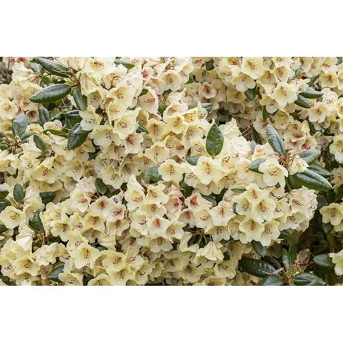 Pflanzen für dich Rhododendron 25-30 cm - Rhododendron yakushimanum 'Flava', Blütenfarbe: Gelb - Busch mit hellgelben Rhododendronblüten mit roten Markierungen und grünen Blättern.
