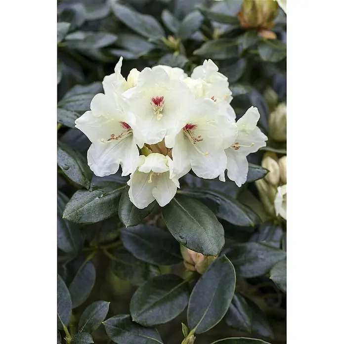 Pflanzen für dich Rhododendron 25-30 cm - Rhododendron yakushimanum 'Flava', Blütenfarbe: Gelb - Weiße Rhododendronblüten mit roten Zentren, umgeben von dunkelgrünen Blättern.