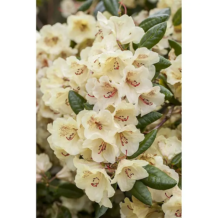 Pflanzen für dich Rhododendron 25-30 cm - Rhododendron yakushimanum 'Flava', Blütenfarbe: Gelb - Gruppe blassgelber Rhododendronblüten mit roten Flecken und Staubfäden.
