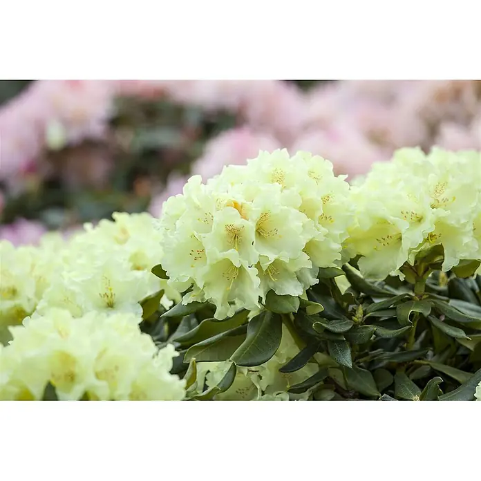 Pflanzen für dich Rhododendron 25-30 cm - Rhododendron yakushimanum 'Flava', Blütenfarbe: Gelb - Büschel blassgelber Rhododendronblüten mit dunkelgrünen Blättern vor einem weichen, unscharfen Hintergrund aus rosa Blüten.