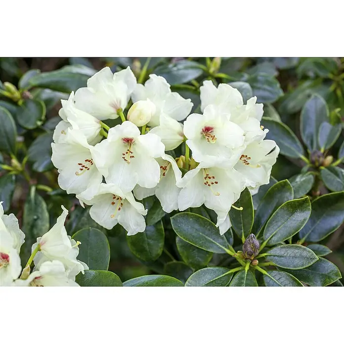 Pflanzen für dich Rhododendron 25-30 cm - Rhododendron yakushimanum 'Flava', Blütenfarbe: Gelb - Ein Blütenstand weißer Blumen mit rotbraunen Zentren und auffälligen Staubgefäßen, umgeben von glänzenden dunkelgrünen Blättern.