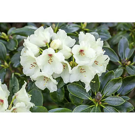 Pflanzen für dich  Zwergrhododendron 20-25 cm