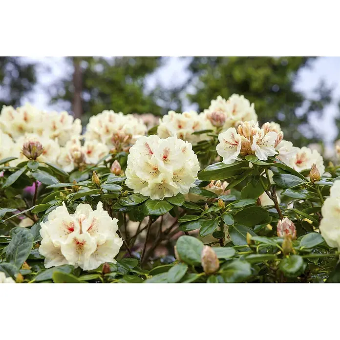 Pflanzen für dich Rhododendron 25-30 cm - Rhododendron yakushimanum 'Flava', Blütenfarbe: Gelb - Cremegelbe Rhododendronblüten mit roten Sprenkeln blühen an einem Strauch mit grünen Blättern.