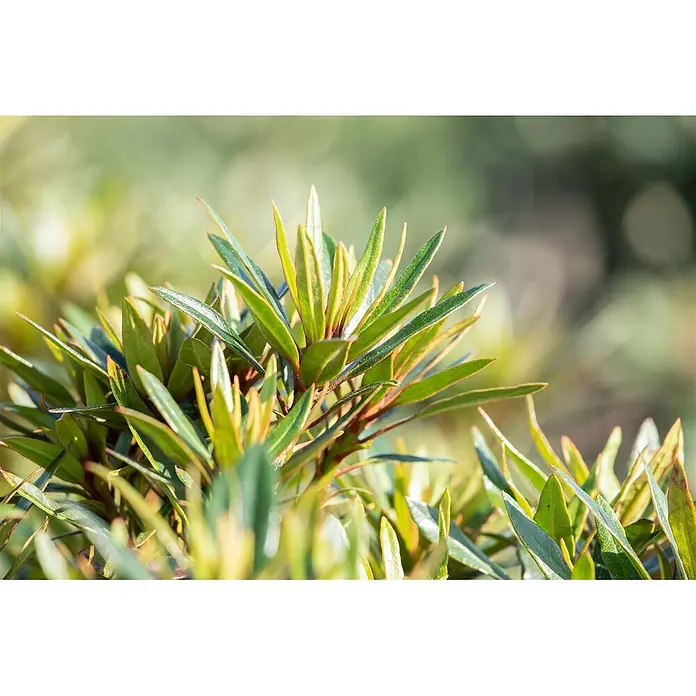 Pflanzen für dich Rhododendron 80 cm - Rhododendron ponticum 'Graziella', Blütenfarbe: Lila - Nahaufnahme von leuchtend grünem Pflanzenlaub mit langen, schmalen Blättern und einigen rötlichen Spitzen.