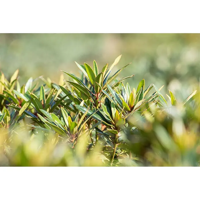 Pflanzen für dich Rhododendron 30-40 cm - Rhododendron ponticum 'Graziella', Blütenfarbe: Lila - Üppige grüne Pflanze mit schmalen, spitzen Blättern und rötlich-braunen Stielen.
