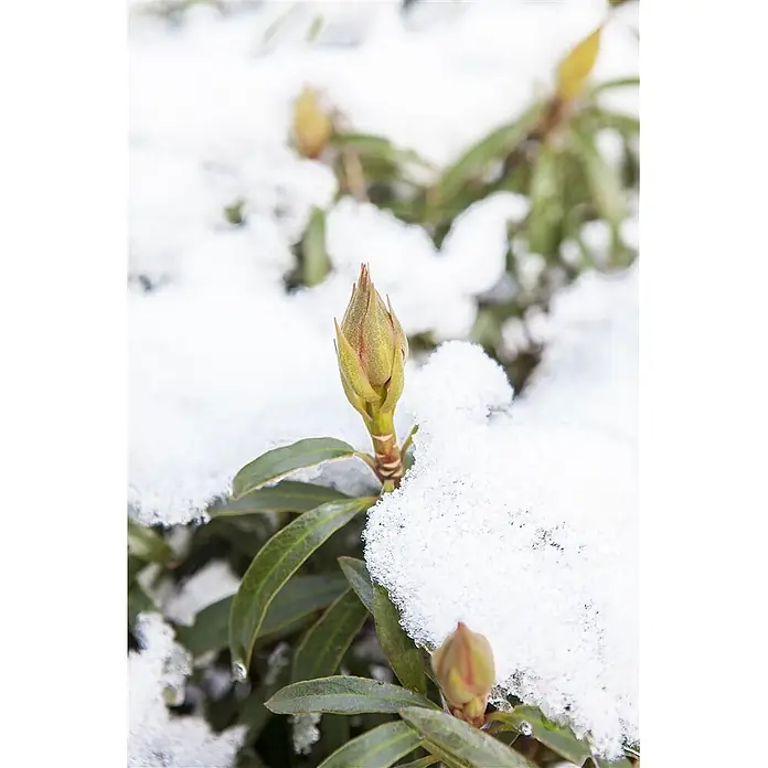 Pflanzen für dich Rhododendron 30-40 cm - Rhododendron ponticum 'Graziella', Blütenfarbe: Lila - Eine robuste Pflanzenknospe mit grünen Blättern, teilweise mit weißem Schnee bedeckt.