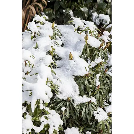 Pflanzen für dich  Rhododendron 80 cm