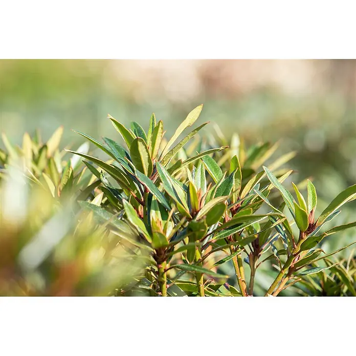Pflanzen für dich Rhododendron 30-40 cm - Rhododendron ponticum 'Graziella', Blütenfarbe: Lila - Üppiges grünes Laub mit spitzen Blättern und rötlichen Stielen, dicht wachsend im natürlichen Licht.