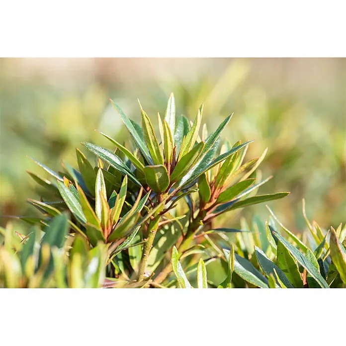 Pflanzen für dich Rhododendron 30-40 cm - Rhododendron ponticum 'Graziella', Blütenfarbe: Lila - Nahaufnahme einer Pflanze mit spitzen grünen Blättern und rötlichen Stielen. Junge Blätter sind hellgrün.