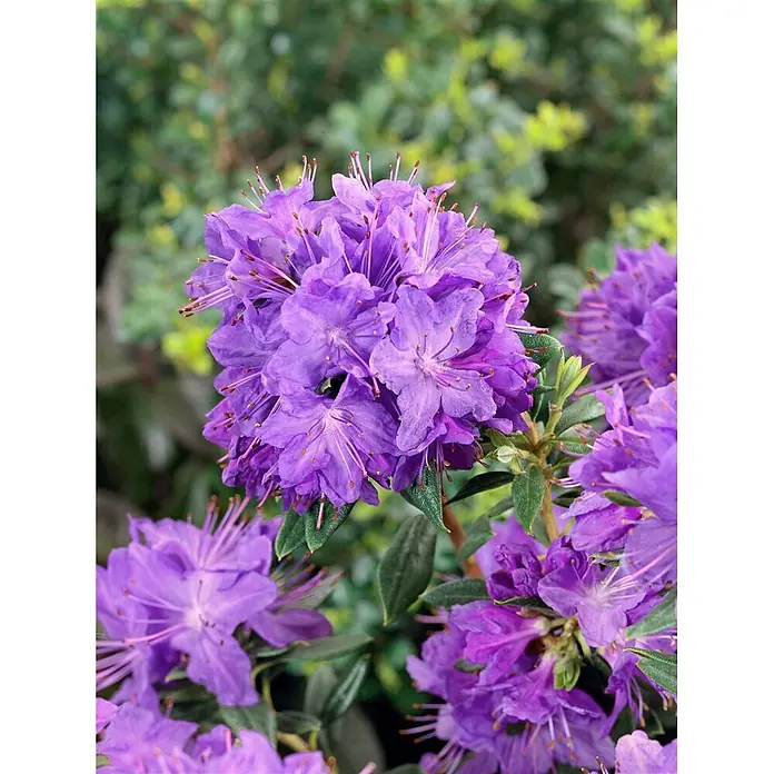 Pflanzen für dich Rhododendron 25-30 cm - Rhododendron russatum, Blütenfarbe: Violett - Lebhaft violette Rhododendronblüten in voller Blüte.