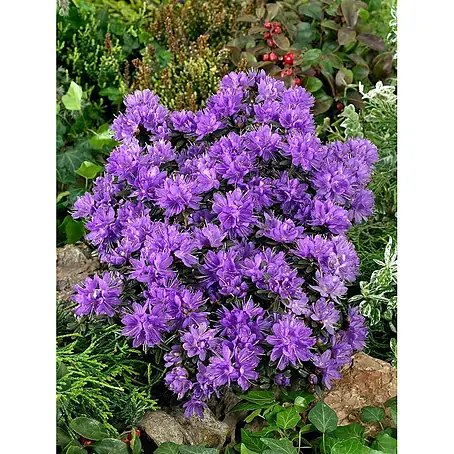 Pflanzen für dich  Rhododendron 30-40 cm