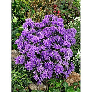 Pflanzen fr dich Rhododendron 30-40 cm online kaufen bei BAUHAUS