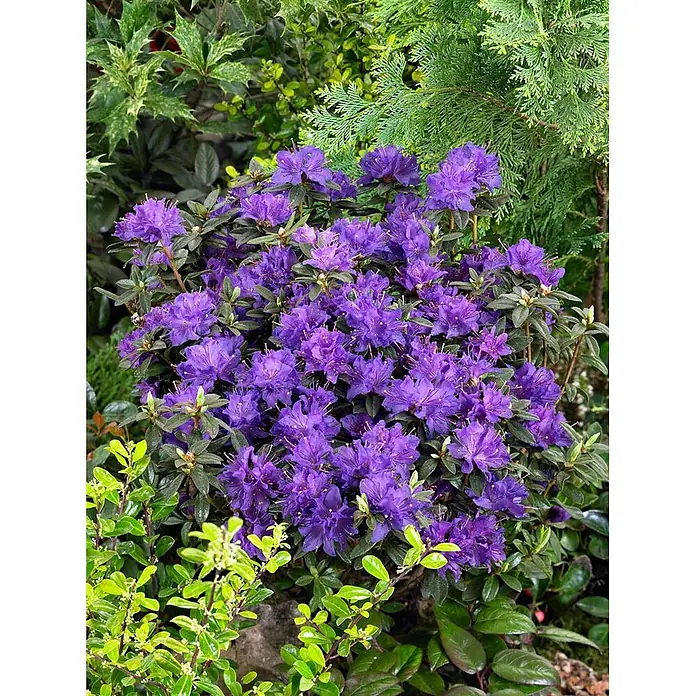 Pflanzen für dich Rhododendron 25-30 cm - Rhododendron russatum, Blütenfarbe: Violett - Kräftiger lila Rhododendronstrauch in voller Blüte, eingebettet in vielfältiges grünes Gartenlaub.