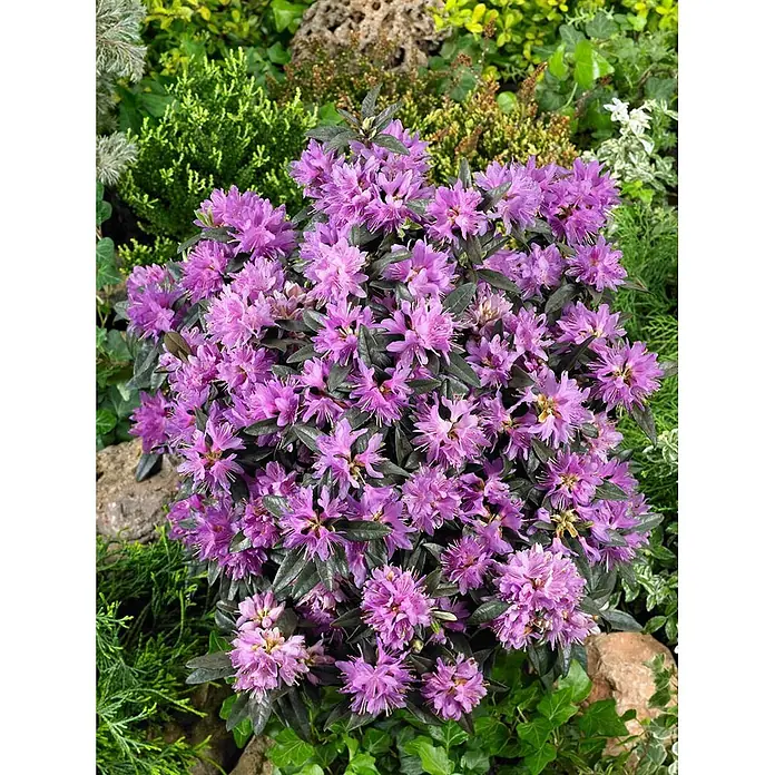 Pflanzen für dich Rhododendron 25-30 cm - Rhododendron russatum, Blütenfarbe: Violett - Leuchtend lila blühender Rhododendron-Busch mit dunkelgrünen Blättern, voller Blüten.