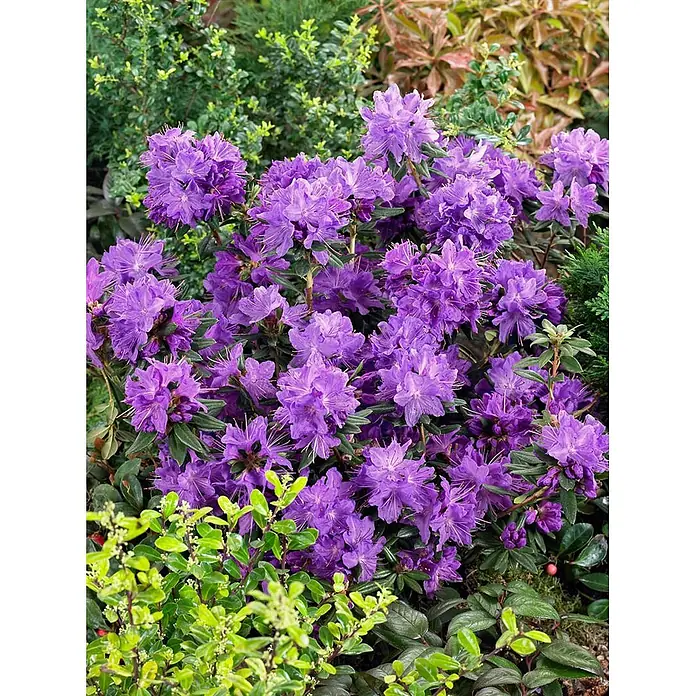 Pflanzen für dich Rhododendron 25-30 cm - Rhododendron russatum, Blütenfarbe: Violett - Lebhafte lila Rhododendronblüten in einem üppigen Garten, umgeben von grünem Laub.
