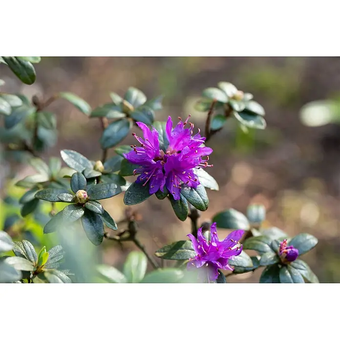 Pflanzen für dich Rhododendron 30-40 cm - Rhododendron russatum, Blütenfarbe: Violett - Leuchtend violette Blüten mit grünen Blättern an einer Pflanze.