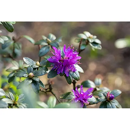 Pflanzen für dich  Rhododendron 30-40 cm