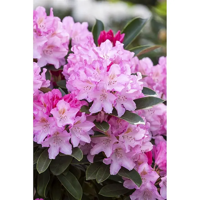 Pflanzen für dich Rhododendron 30-40 cm - Rhododendron yakushimanum 'Pink Cherub', Blütenfarbe: Rosa - Dichte Büschel leuchtend rosa Rhododendronblüten mit grünen Blättern.