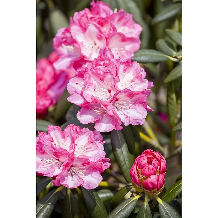 Pflanzen für dich Rhododendron 30-40 cm - Rhododendron yakushimanum 'Pink Cherub', Blütenfarbe: Rosa - Nahaufnahme von leuchtend rosa-weißen Rhododendronblüten in voller Blüte, mit einer ungeöffneten Knospe.