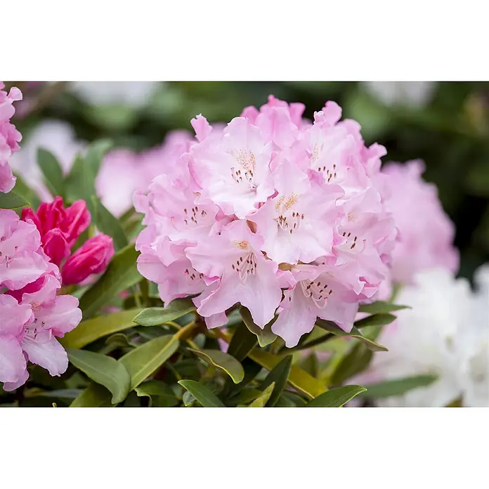 Pflanzen für dich Rhododendron 30-40 cm - Rhododendron yakushimanum 'Pink Cherub', Blütenfarbe: Rosa - Eine Gruppe hellrosa Rhododendronblüten mit dunkelrosa Knospen und grünen Blättern.