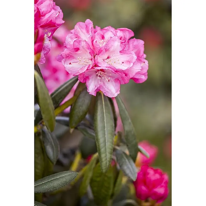 Pflanzen für dich Rhododendron 30-40 cm - Rhododendron yakushimanum 'Pink Cherub', Blütenfarbe: Rosa - Leuchtend rosa Rhododendronblüten mit zarten Staubgefäßen und grünen Blättern.