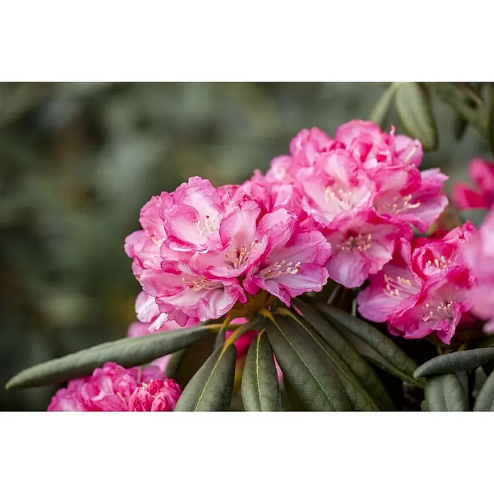 Pflanzen für dich Rhododendron 30-40 cm - Rhododendron yakushimanum 'Pink Cherub', Blütenfarbe: Rosa - Gruppe leuchtend pinker Rhododendronblüten mit helleren Zentren, umgeben von dunkelgrünen Blättern.