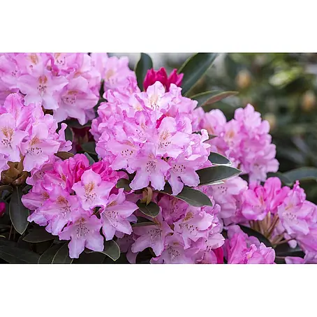 Pflanzen für dich  Zwergrhododendron 60 cm