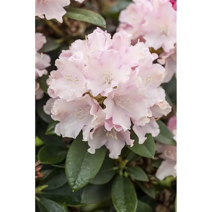 Pflanzen für dich Rhododendron 30-40 cm - Rhododendron yakushimanum 'Schneekrone', Blütenfarbe: Weiß - Nahaufnahme einer Gruppe zartrosa Rhododendronblüten, die auf einer Pflanze mit dunkelgrünen Blättern blühen.