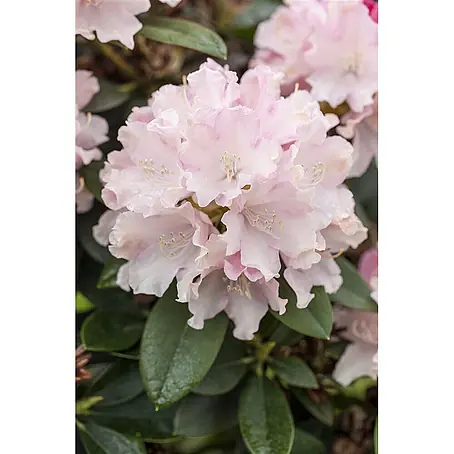 Pflanzen für dich  Rhododendron 20-25 cm