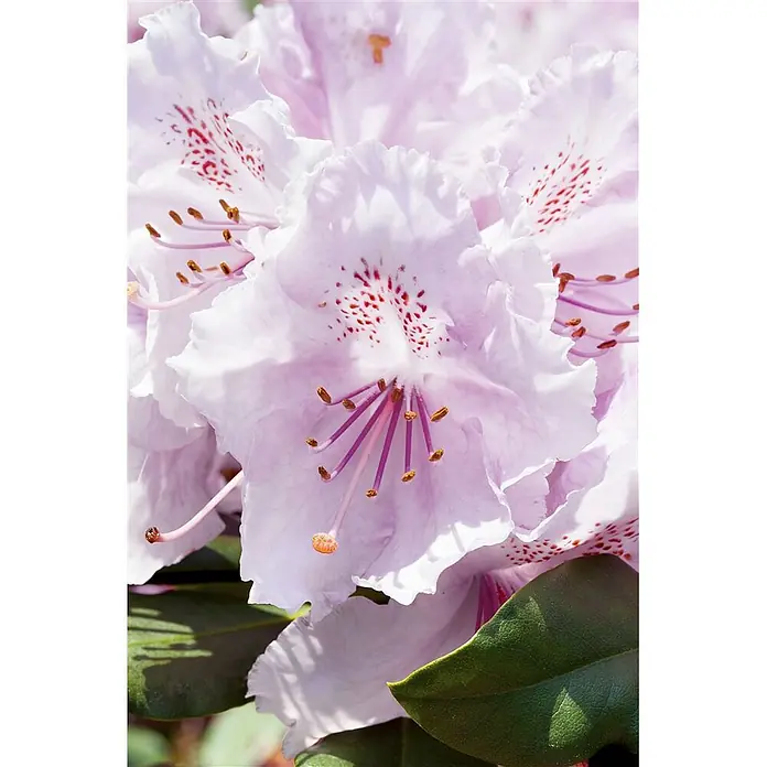 Pflanzen für dich Rhododendron 30-40 cm - Rhododendron yakushimanum 'Schneekrone', Blütenfarbe: Weiß - Hellrosa Rhododendronblüte mit roten Sprenkeln, sichtbaren violetten Staubblättern und goldenen Staubbeuteln.