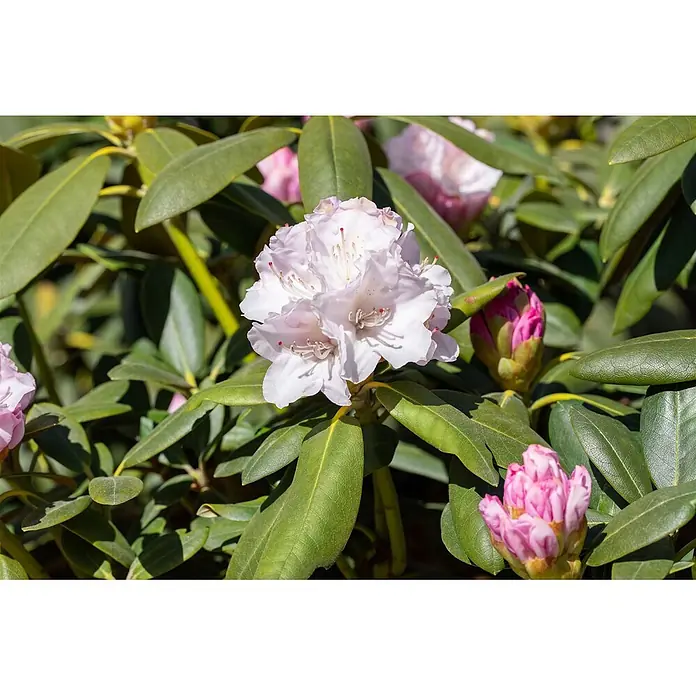 Pflanzen für dich Rhododendron 30-40 cm - Rhododendron yakushimanum 'Schneekrone', Blütenfarbe: Weiß - Hellrosa Rhododendronblüten blühen zwischen dunkelgrünen Blättern und pinken Knospen.