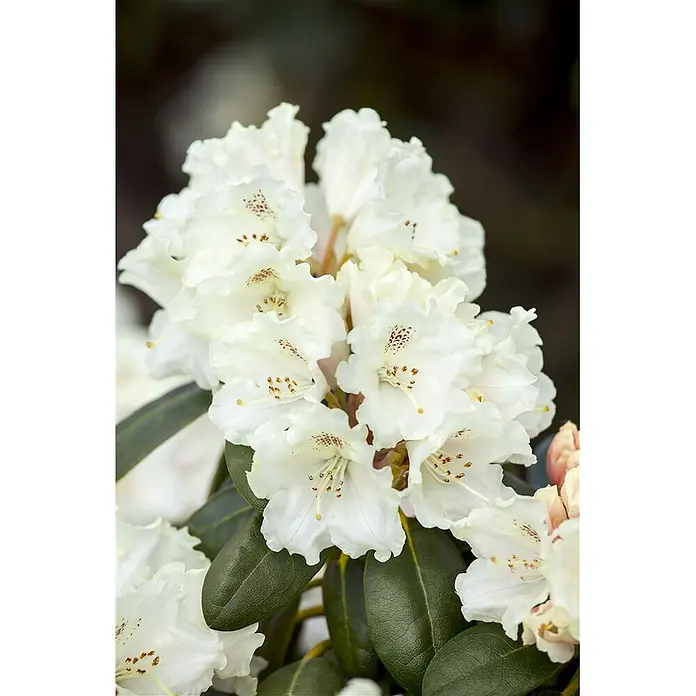 Pflanzen für dich Rhododendron 30-40 cm - Rhododendron yakushimanum 'Schneekrone', Blütenfarbe: Weiß - Nahaufnahme einer Gruppe cremeweißer Blüten mit Rüschenblättern, braunen Sprenkeln und dunkelgrünen Blättern.