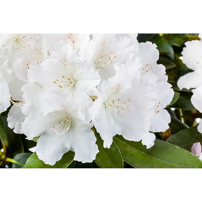 Pflanzen für dich Rhododendron 30-40 cm - Rhododendron yakushimanum 'Schneekrone', Blütenfarbe: Weiß - Nahaufnahme weißer Rhododendronblüten mit gesprenkelten Kehlen und auffälligen Staubblättern, umgeben von grünen Blättern.