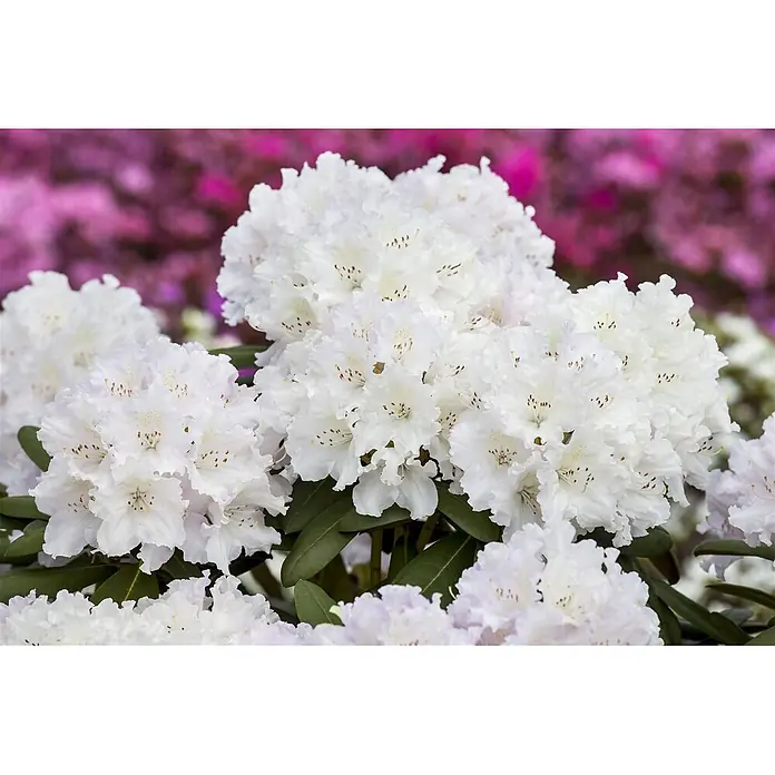 Pflanzen für dich Rhododendron 30-40 cm - Rhododendron yakushimanum 'Schneekrone', Blütenfarbe: Weiß - Dichter Büschel weißer Rhododendronblüten mit gekräuselten Blütenblättern und braun gesprenkelten Zentren, inmitten grüner Blätter.