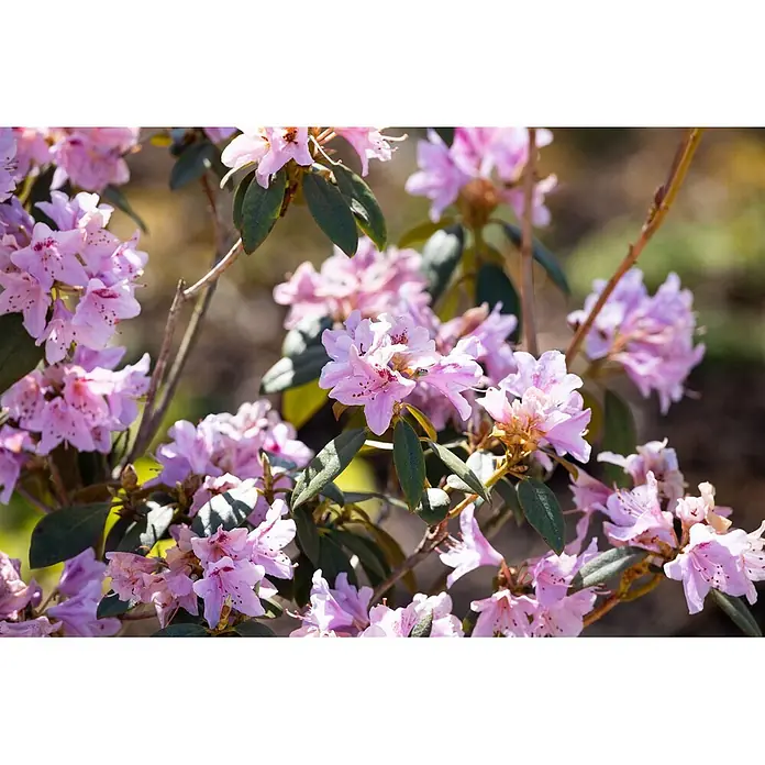 Pflanzen für dich Rhododendron 30-40 cm - Rhododendron rubiginosum, Blütenfarbe: Rosa - Hellrosa Rhododendronblüten an einer Pflanze mit grünen Blättern.