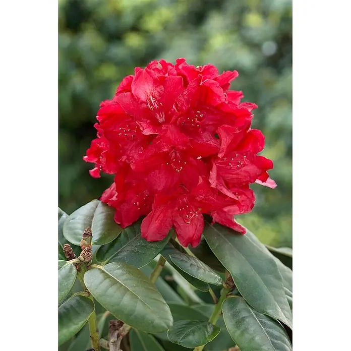 Pflanzen für dich Rhododendron 30-40 cm - Rhododendron 'Lagerfeuer', Blütenfarbe: Orange - Lebendige rote Rhododendronblüten mit dunkelgrünen Blättern und Knospen.