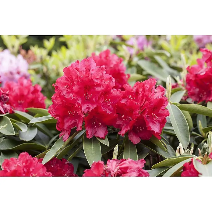 Pflanzen für dich Rhododendron 30-40 cm - Rhododendron 'Lagerfeuer', Blütenfarbe: Orange - Lebendige rote Rhododendronblüten in voller Blüte an einem grünen Strauch, umgeben von anderen Gartenpflanzen.