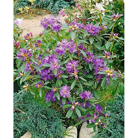 Pflanzen für dich  Rhododendron 40-50 cm