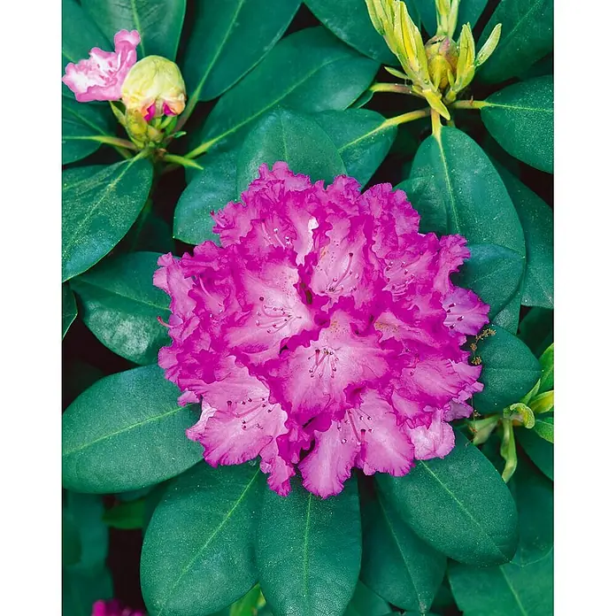Pflanzen für dich Rhododendron 30-40 cm - Rhododendron Hybr. 'Quinte', Blütenfarbe: Lila - Eine leuchtend pinkfarbene Rhododendronblüte in voller Blüte, umgeben von dunkelgrünen Blättern und einigen Knospen.