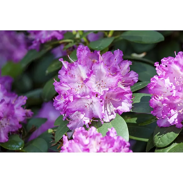 Pflanzen für dich Rhododendron 30-40 cm - Rhododendron Hybr. 'Quinte', Blütenfarbe: Lila - Nahaufnahme leuchtend lila-weißer Rhododendronblüten in voller Pracht.