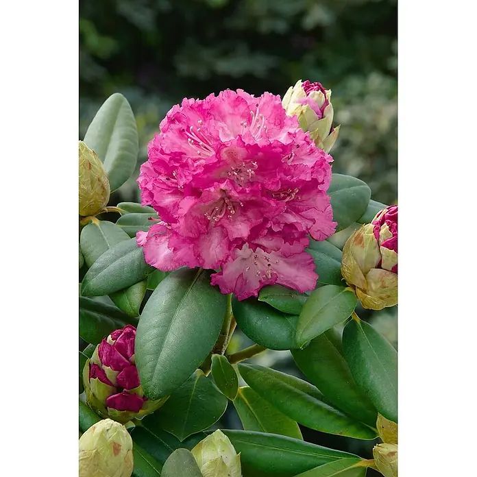 Pflanzen für dich Rhododendron 30-40 cm - Rhododendron Hybr. 'Quinte', Blütenfarbe: Lila - Leuchtend pinkfarbene Rhododendronblüte, umgeben von grünen Blättern und geschlossenen Knospen.