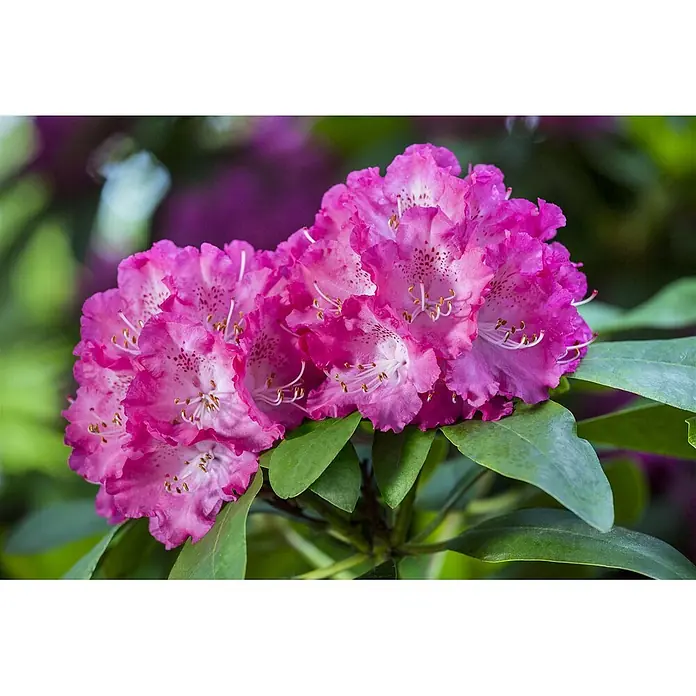 Pflanzen für dich Rhododendron 30-40 cm - Rhododendron Hybr. 'Quinte', Blütenfarbe: Lila - Leuchtend pinkfarbener Rhododendronblütencluster mit gesprenkelten Blütenblättern und weißen Staubgefäßen, blühend an einer Pflanze mit grünen Blättern.