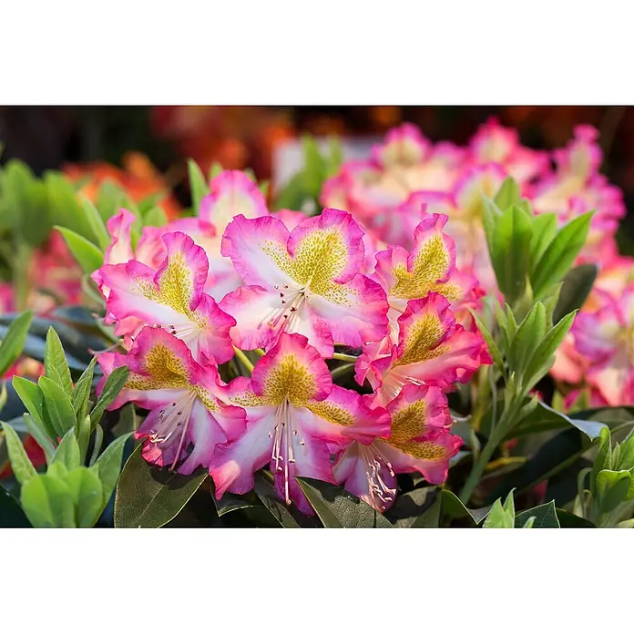 Pflanzen für dich Rhododendron 30-40 cm - Rhododendron viscosum 'Quiet Thoughts', Blütenfarbe: Weiß - Leuchtend pink-weiße Blüten mit gelb-grün gesprenkelter Mitte, umgeben von sattgrünen Blättern.