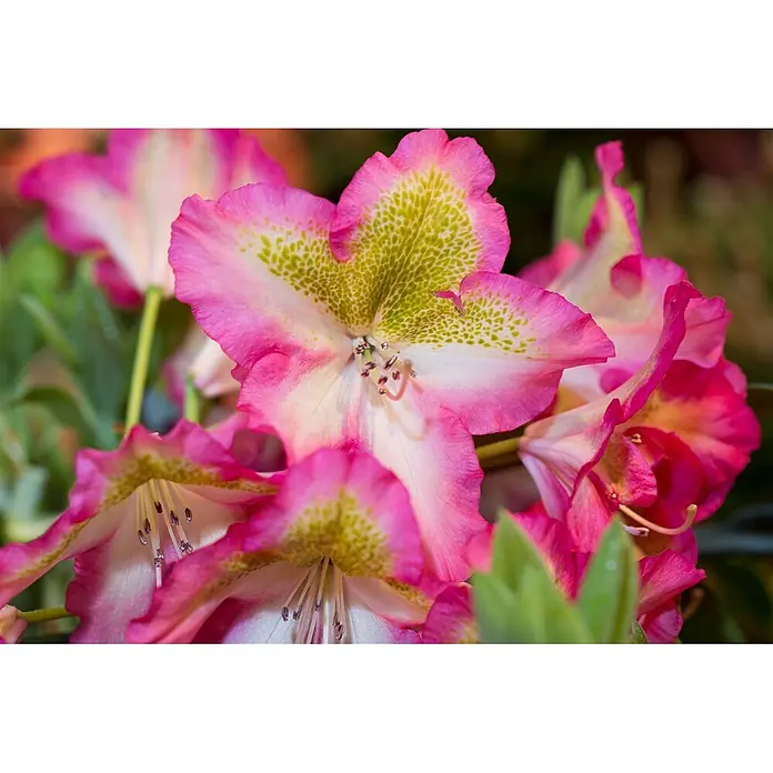 Pflanzen für dich Rhododendron 30-40 cm - Rhododendron viscosum 'Quiet Thoughts', Blütenfarbe: Weiß - Nahaufnahme leuchtend pinker Blüten mit gesprenkelten gelbgrünen Zentren und zarten Staubblättern.