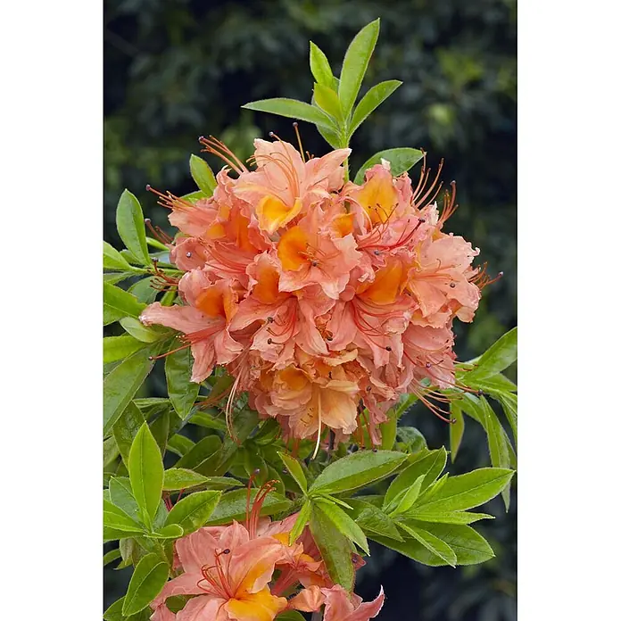 Pflanzen für dich Rhododendron 30-40 cm - Rhododendron viscosum 'Quiet Thoughts', Blütenfarbe: Weiß - Dichte Gruppe leuchtender pfirsich- und orangefarbener, azaleenähnlicher Blüten mit grünen Blättern.