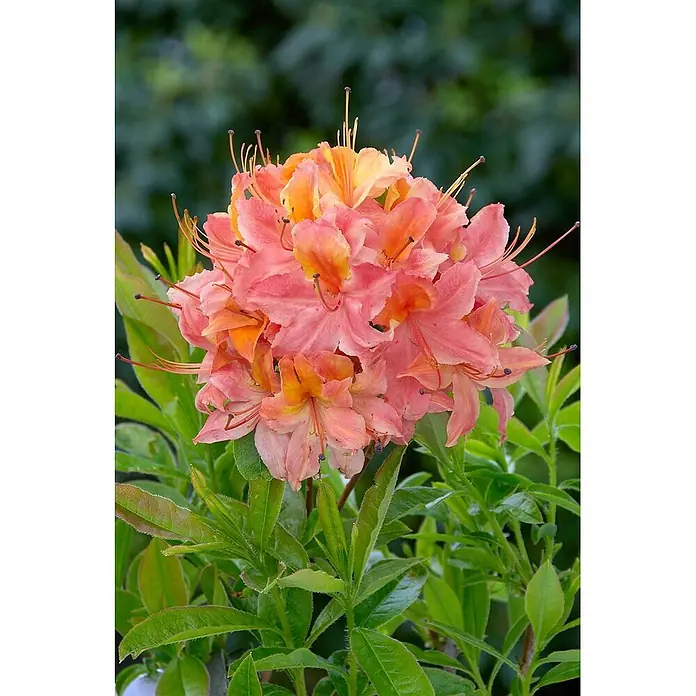 Pflanzen für dich Rhododendron 30-40 cm - Rhododendron viscosum 'Quiet Thoughts', Blütenfarbe: Weiß - Nahaufnahme von leuchtend rosa-orangen, azaleenartigen Blüten mit langen Staubblättern, umgeben von grünen Blättern.