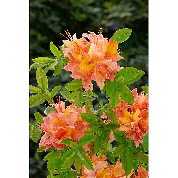 Pflanzen für dich Rhododendron 30-40 cm - Rhododendron viscosum 'Quiet Thoughts', Blütenfarbe: Weiß - Lebendige orange-pinkfarbene Azaleenblüten mit grünen Blättern, auf einer Pflanze blühend.