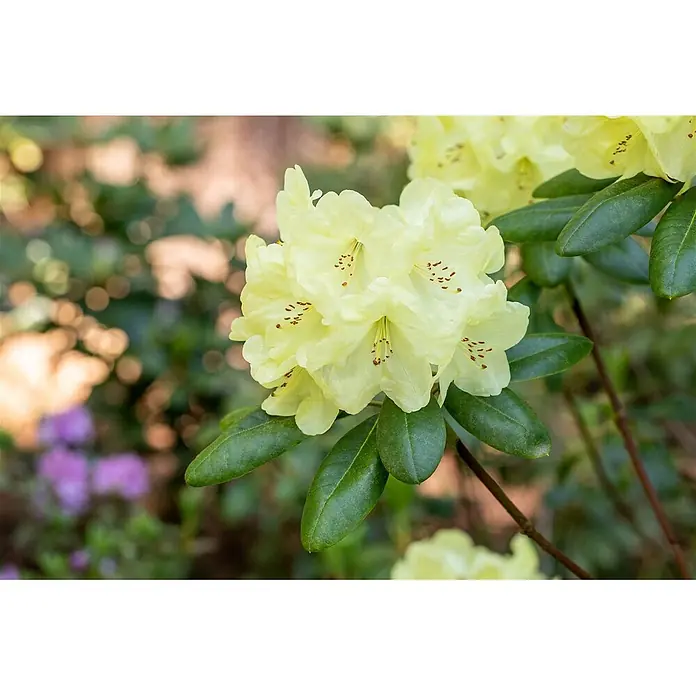 Pflanzen für dich Rhododendron 25-30 cm - Rhododendron yakushimanum 'Centennial Gold', Blütenfarbe: Gelb - Ein Büschel hellgelber Rhododendronblüten mit braunen Staubblättern, umgeben von dunkelgrünen Blättern vor verschwommenem Gartenhintergrund.