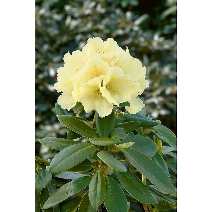 Pflanzen für dich Rhododendron 25-30 cm - Rhododendron yakushimanum 'Centennial Gold', Blütenfarbe: Gelb - Hellgelbe Rhododendronblüten in voller Blüte, umgeben von glänzenden dunkelgrünen Blättern.
