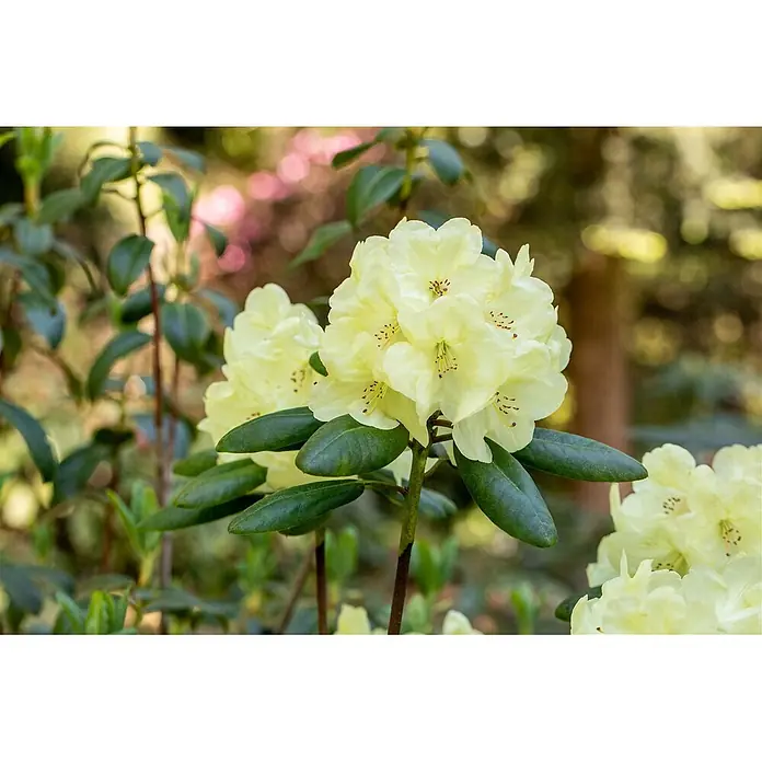 Pflanzen für dich Rhododendron 25-30 cm - Rhododendron yakushimanum 'Centennial Gold', Blütenfarbe: Gelb - Nahaufnahme leuchtend hellgelber Rhododendronblüten zwischen grünen Blättern in einem Garten.